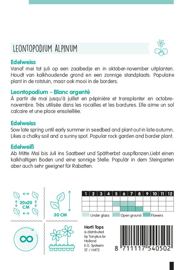 HT Leontopodium alpinum, Edelweiss