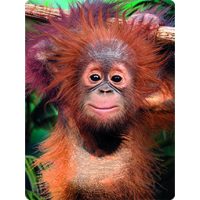Livelife kaart 3D Orangutan