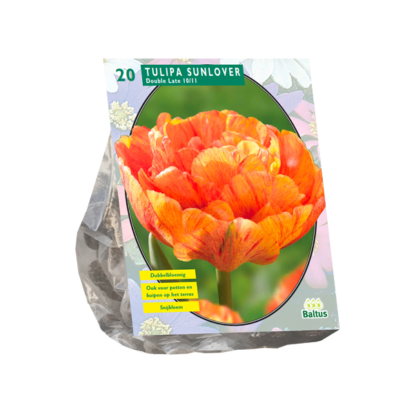 Tulipa Dubbel Laat Sunlover per 20