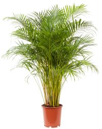 Goudpalm 'Dypsis Lutescens'