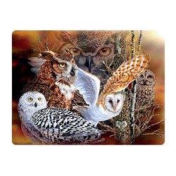 livelife ansichtkaarten - owl woods