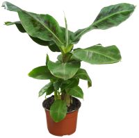 Bananenplant Musa 'Dwarf Cavendish'