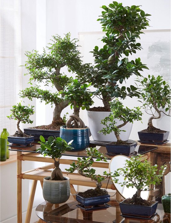 Chinese vijg 'Ficus Microcarpa Ginseng' D18 H65