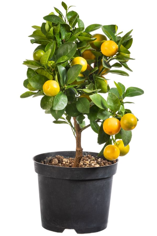 Citroenboom 'Citrus Limon' D22 H85