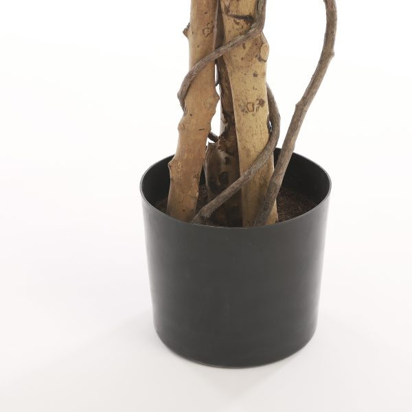 Ficus in Plastic Pot groen bont H110 D70
