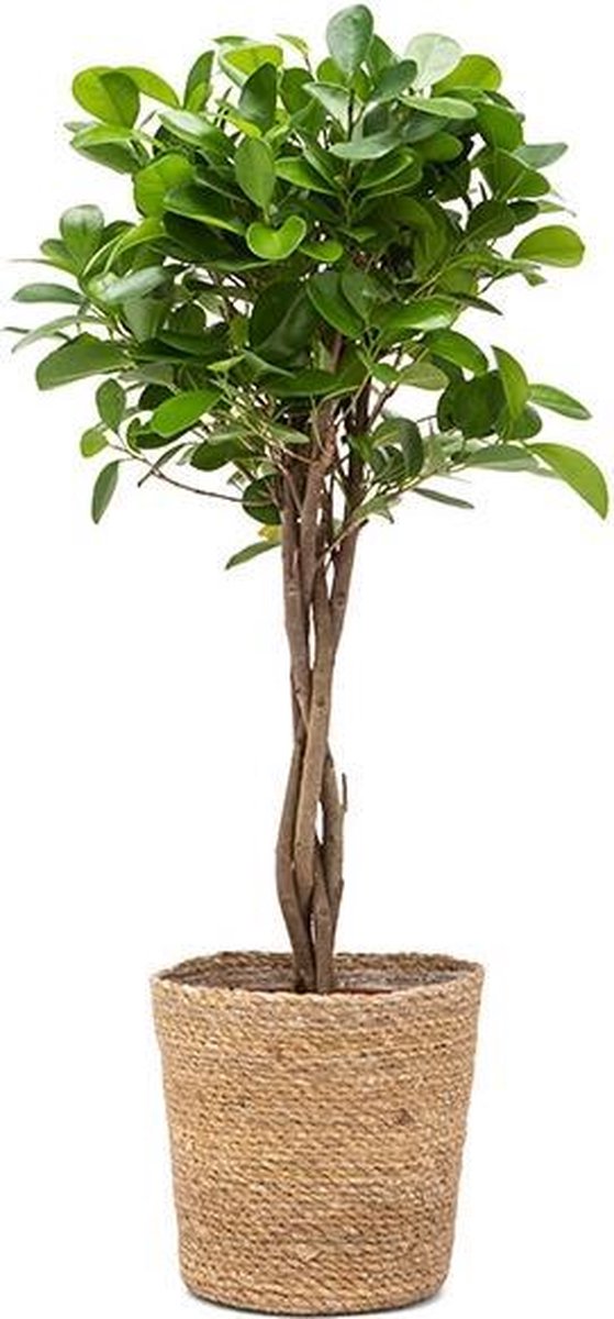 Ficus microcapra 'Moclame'
