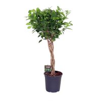 Ficus microcapra 'Moclame'