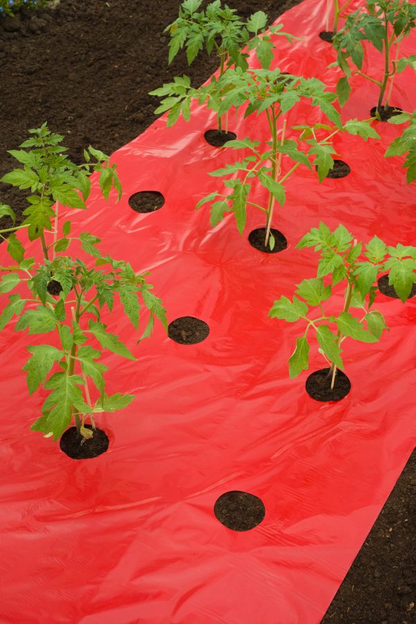 Kweekfolie voor Tomaten 0.95x5m