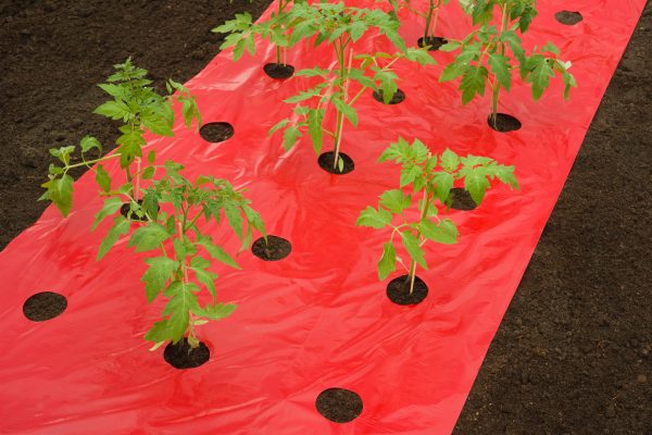 Kweekfolie voor Tomaten 0.95x5m
