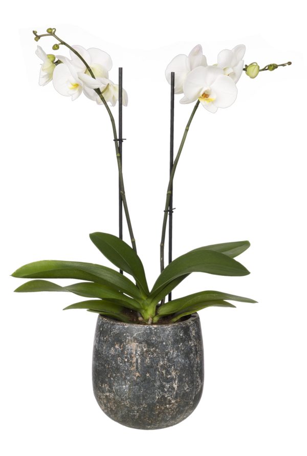 Orchidee 'Phalaenopsis Gorgeous Gold'