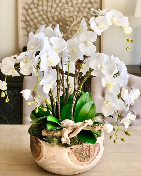 Orchidee 'Phalaenopsis Gorgeous Gold'