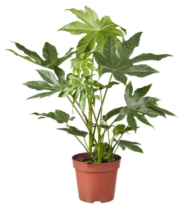Vingerplant 'Fatsia japonica'