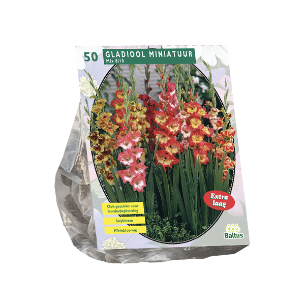 Gladiolus Miniatuur Gemengd per 50