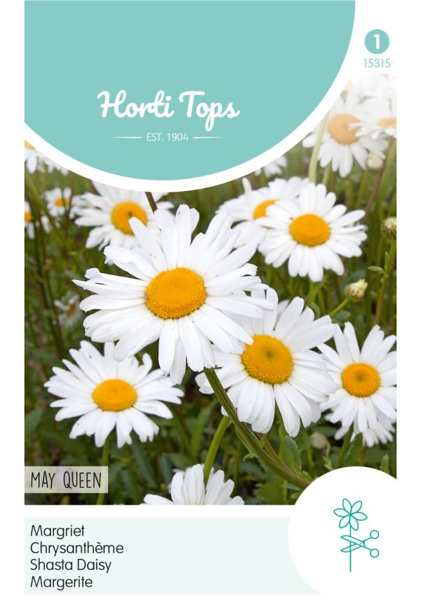 HT Chrysanthemum, Margriet May Queen