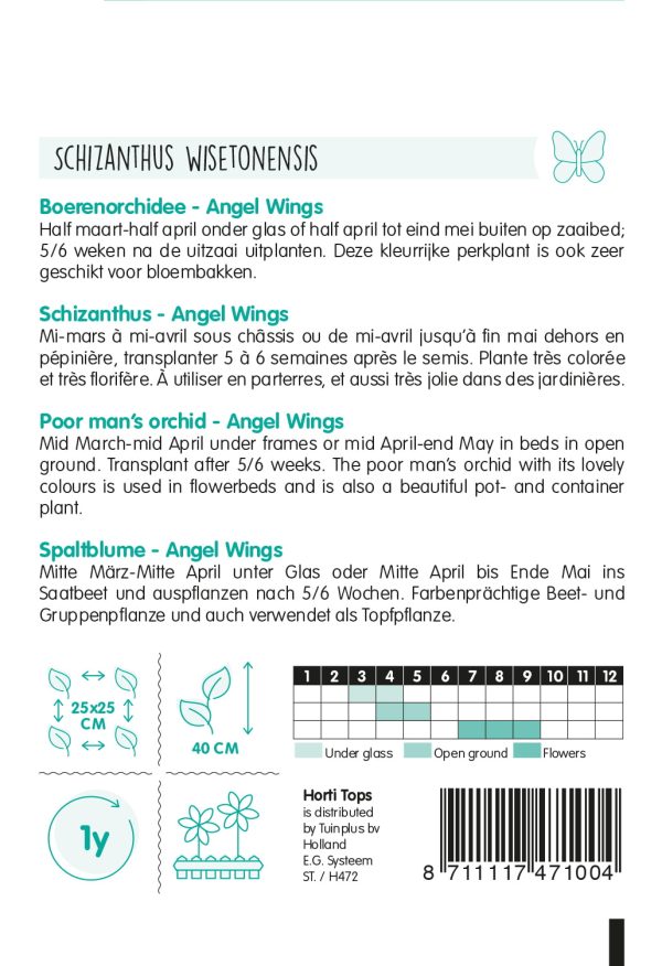 HT Schizanthus, Boerenochidee Angel Wings