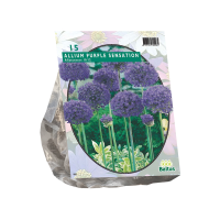 Allium Aflatunense Purple Sensation per 15