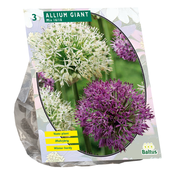 Allium Giant Mix per 3