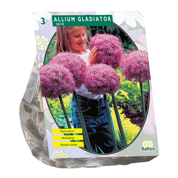 Allium Gladiator His Excellence per 3