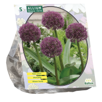 Allium Ostara per 5