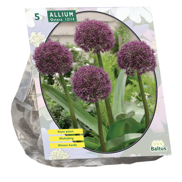 Allium Ostara per 5