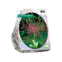 Allium Schuberti per 3