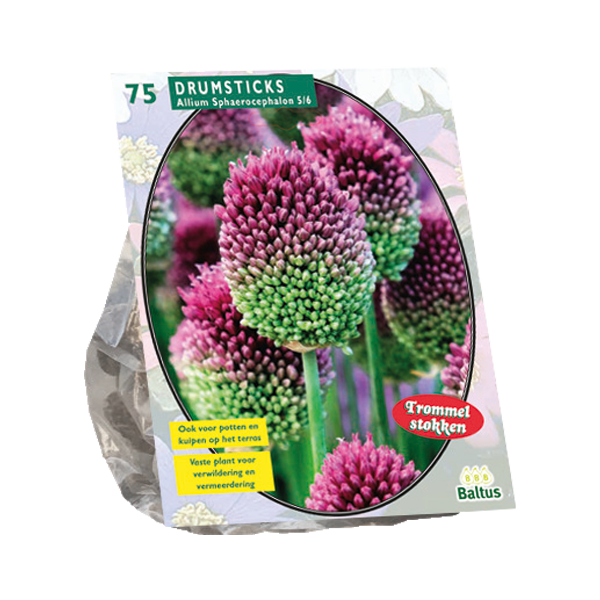 Allium Sphaerocephalon per 75