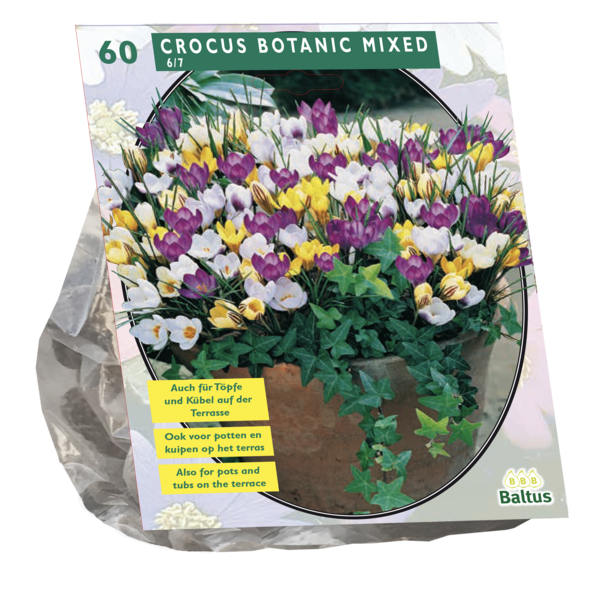 Crocus Botanisch, Mix per 60