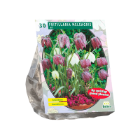 Fritillaria Meleagris per 30