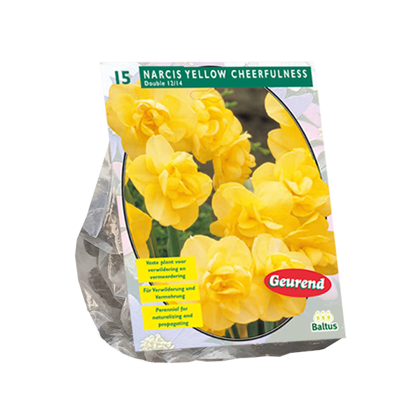 Narcis Yellow Cheerfulness per 15