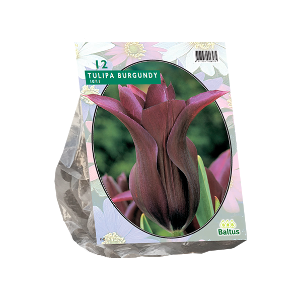 Tulipa Burgundy, Leliebloemig per 12