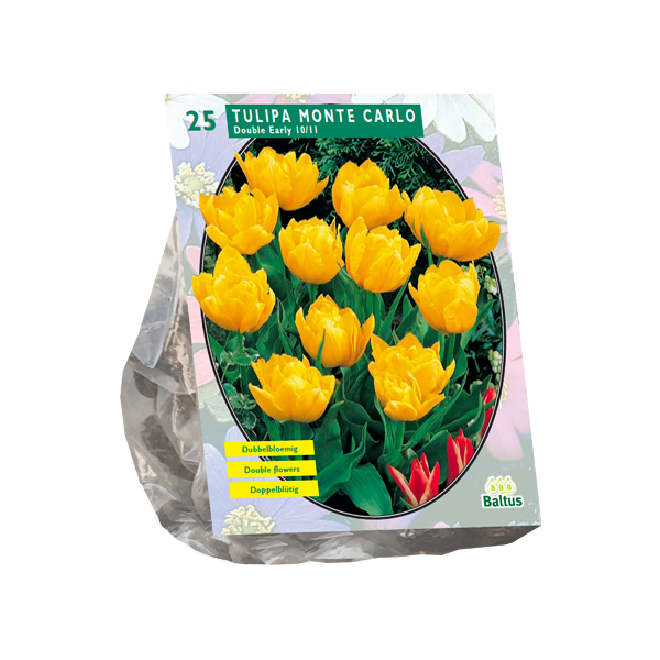 Tulipa Dubbel Laat Yellow Pompenette per 25