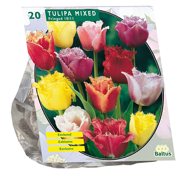 Tulipa Gefranjerd Mix per 20