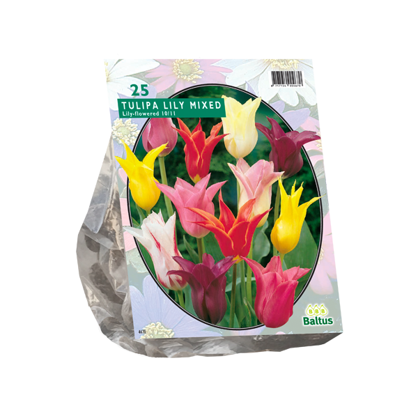 Tulipa Leliebloemig, Mix per 25