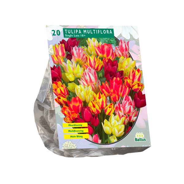 Tulipa Multiflora per 20