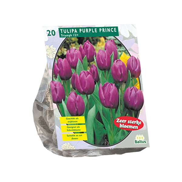 Tulipa Purple Prince, Triumph per 20