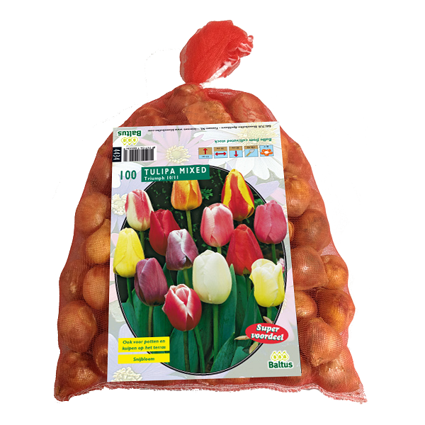 Tulipa Darwin Mix. in gaasbaal 12/+ per 100